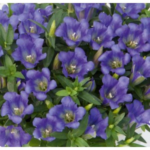 Gentiana cultivars 'Luis Easy Blue' / Emajuur 'Luis Easy Blue'